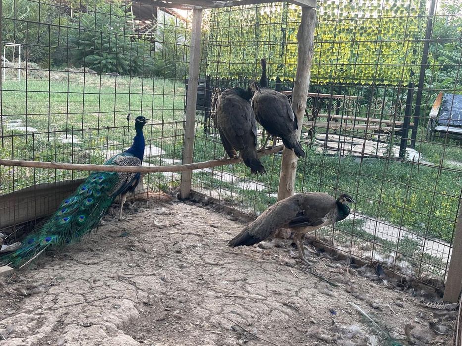 Продам Павлинов 4 штуки
