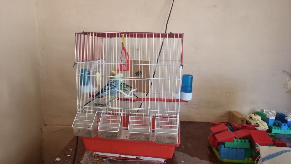 Волнистые попугай  sotila va almashiladi Para obshi 2 ta zor sayraydi