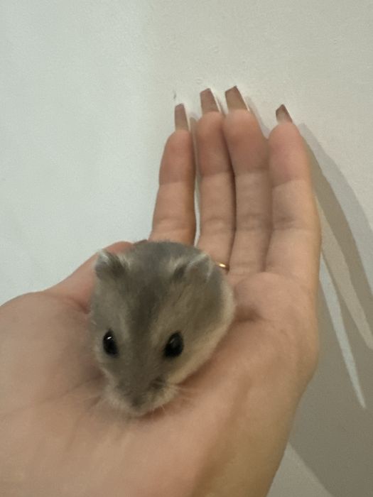 Хомяк джунгарский