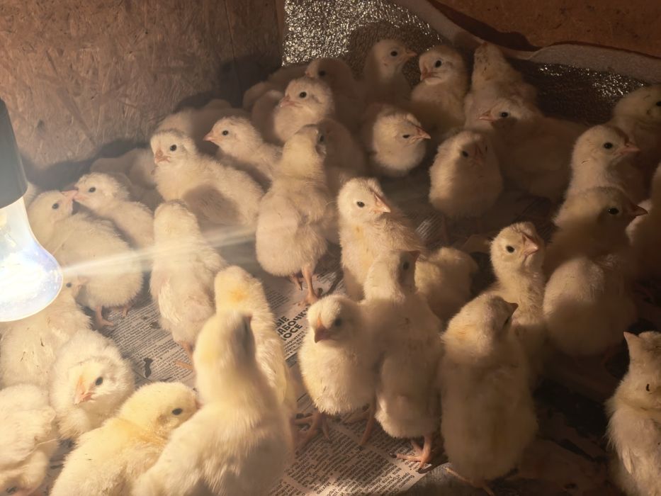 Цыплята коралл ник