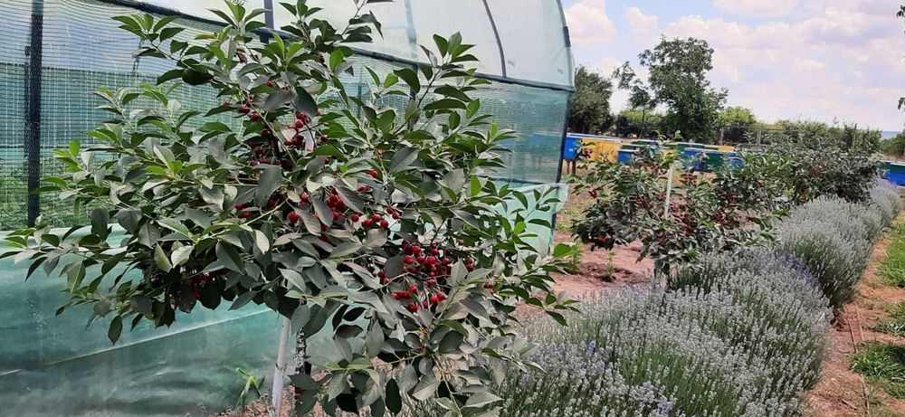 Casa cu teren în Zimnicea