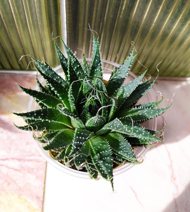 Алое Аристата - розетка