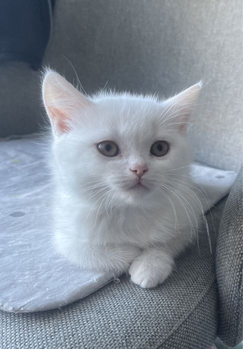 Отдам котенка белого