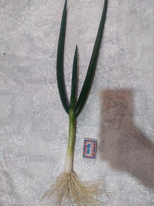 Лук порей, зелёный лук POREY