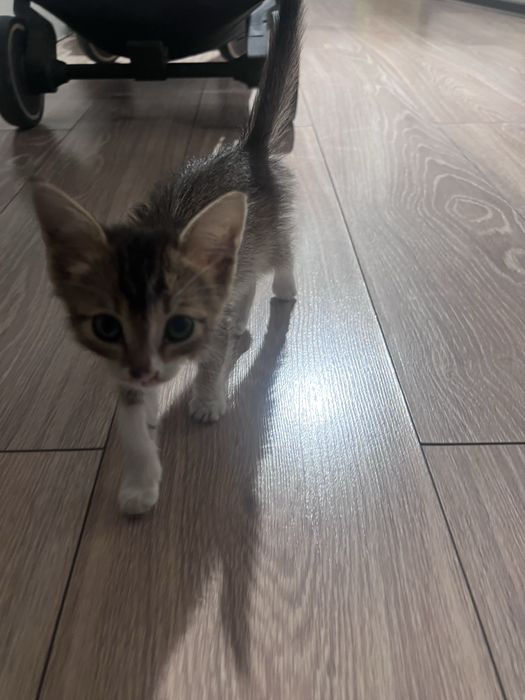 Котенок девочка