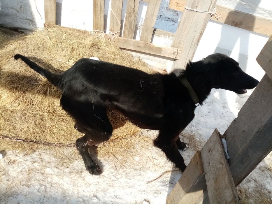 Тазы шашак кушик сатылады