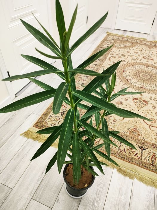 Красивые растения, доставка