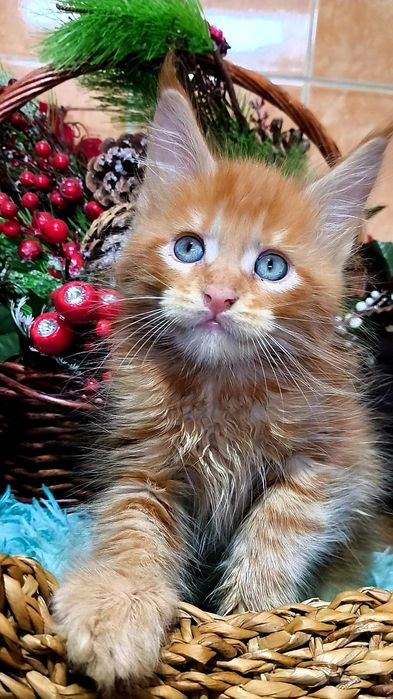 Шикарные представители Породы МЕЙН Кун