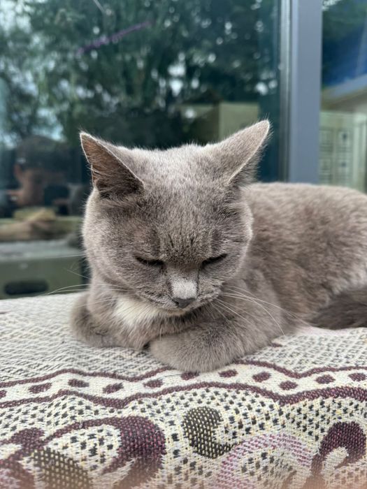 Нашлась серая кошка