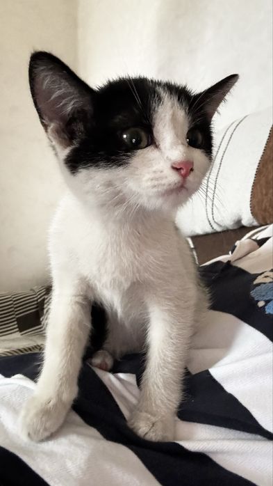 Отдам котенка, девочка, 3 месяца. Астана