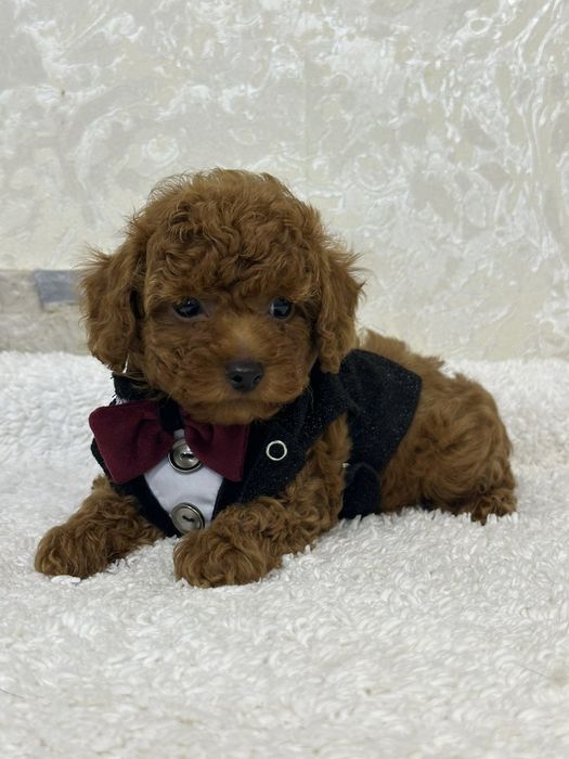 Poodle mini toy pedigree