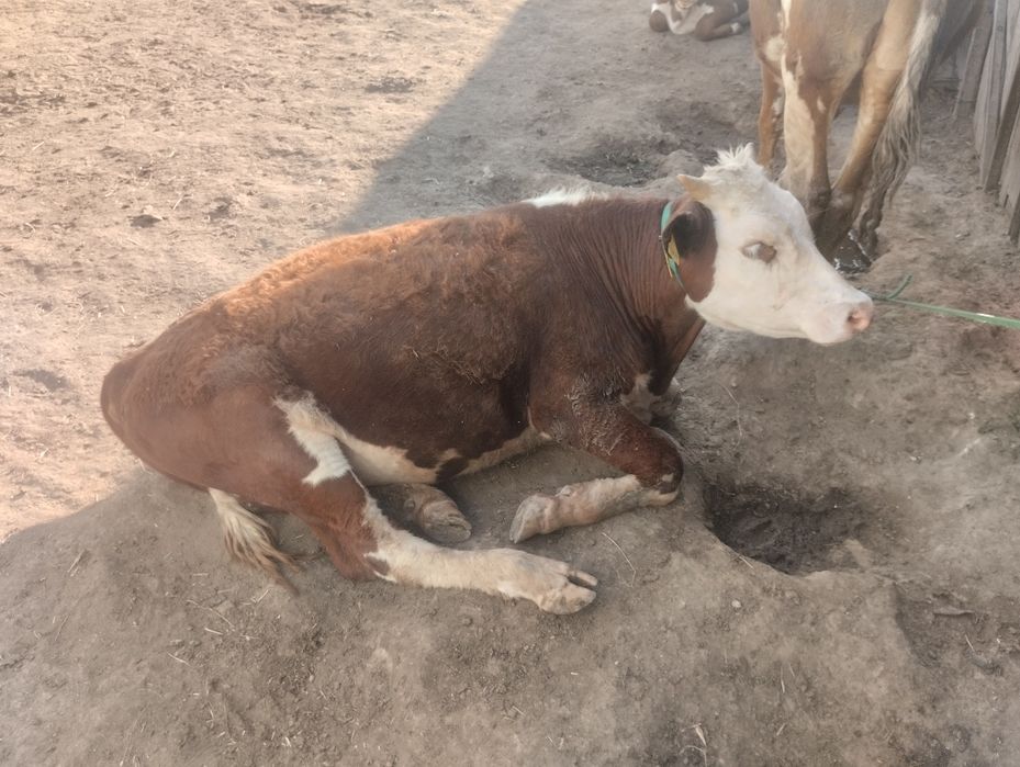 Продам бычки годавалые