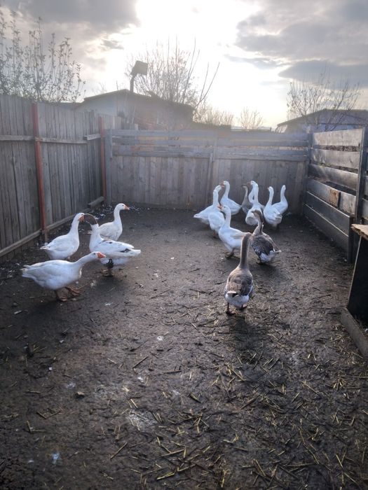 16 găini, ,gâște ,rațe.