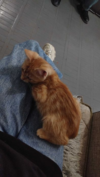 Отдаем котёнка в хорошие руки!