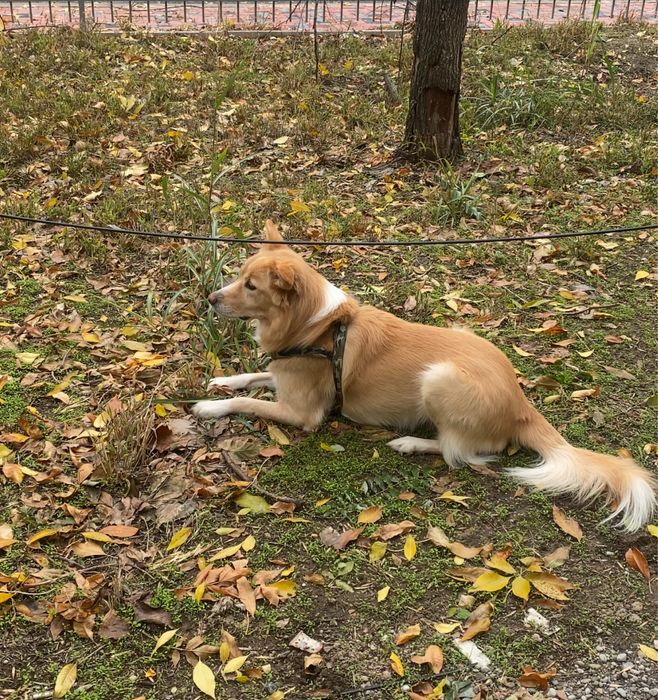 Plimbat căței & vizite la animale – Bucuresti