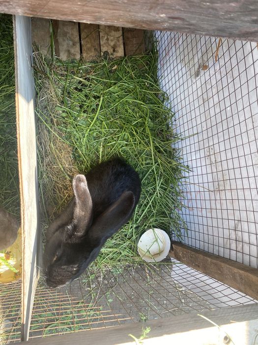 Кролики пародисты