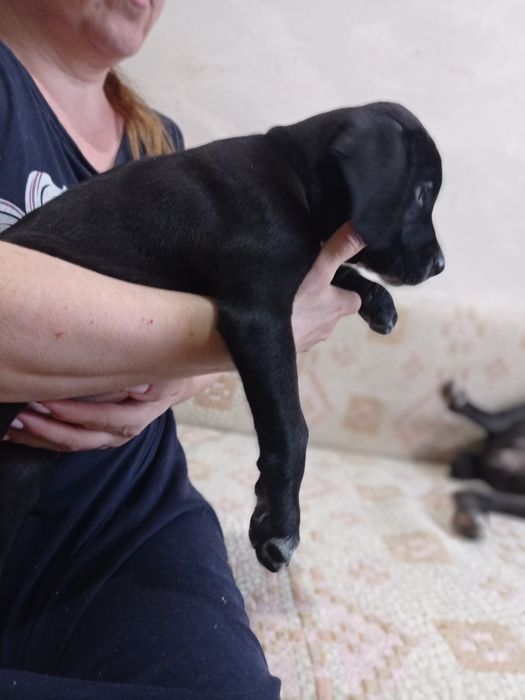 щенок Кане Корсо
