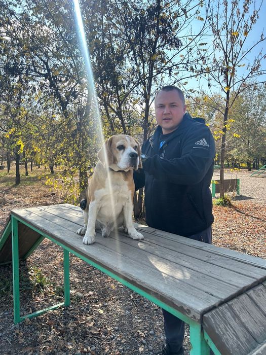 Бигль на вязку