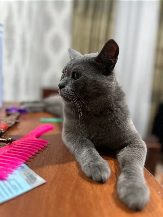 Sotiladi Termiz shaxar