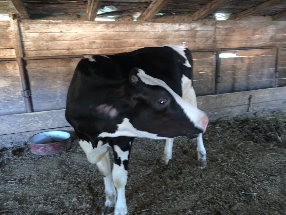 Vând vițele holstein