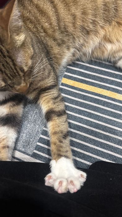 Отдам кошку в добрые руки.