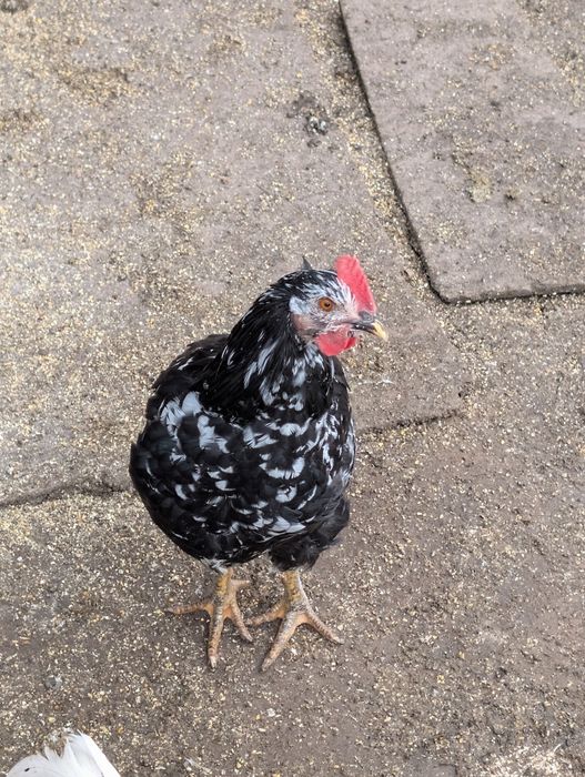 Familie găini de rasa vorverk cocosi combatant uriaș pita pinta