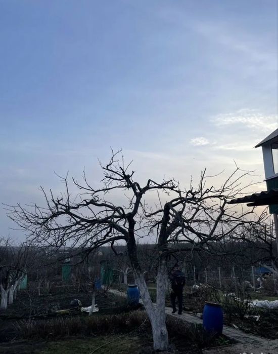 Обрезка . Обрезка плодовых деревьев