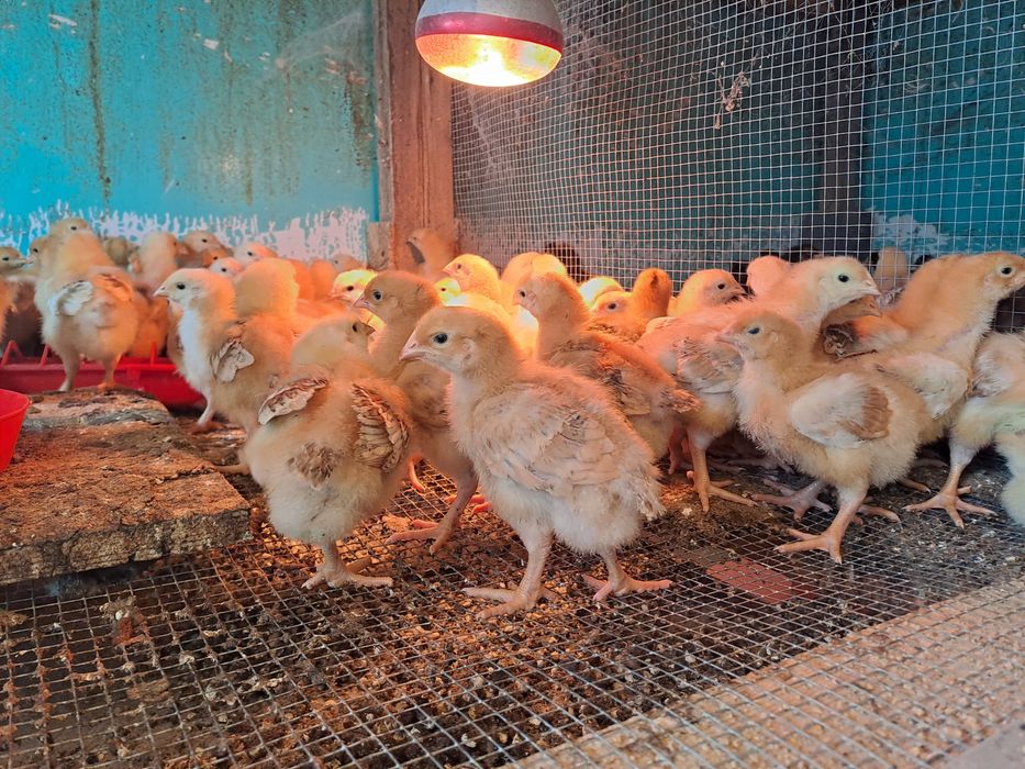 Pui de zii rasa mixta