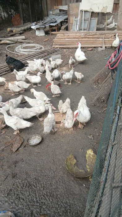 Продам утяжеленную индоутку