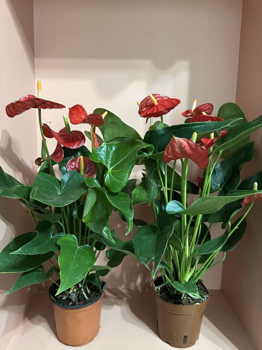 Комнатные цветы.