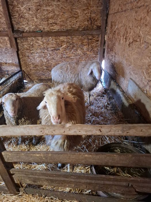 Oi de vanzare cu miei langa ele