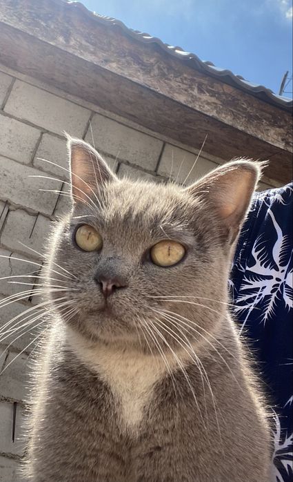 Отдам в добрые руки