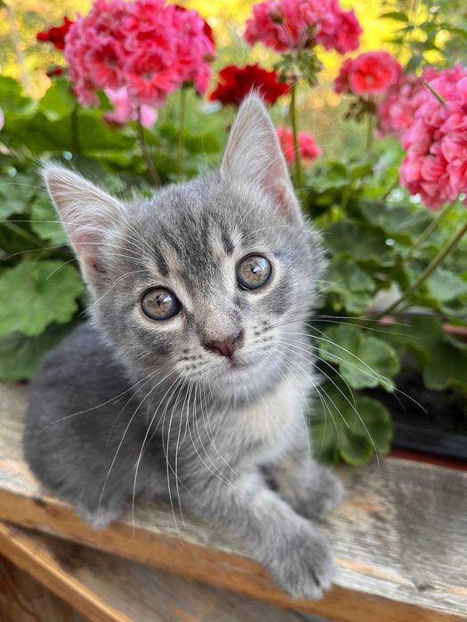 Отдам котенка в добрые руки