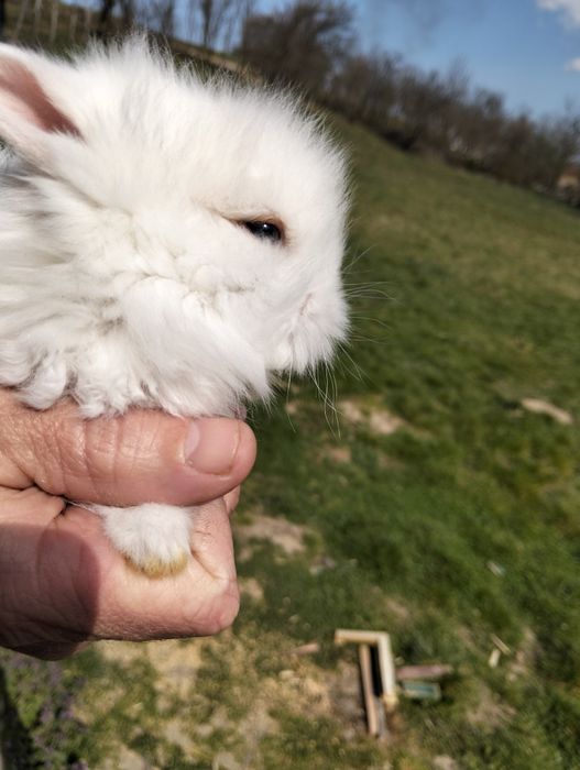 Iepurasi de paste [cap de leu]