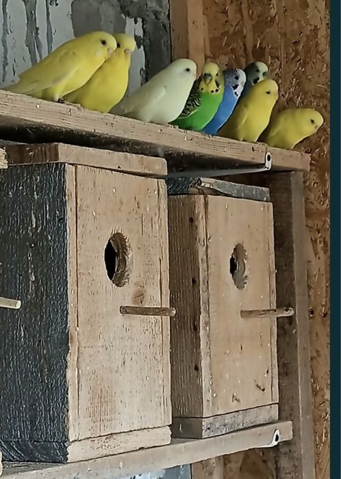 Papagali Perusi - Blanzi/Pui și Maturi