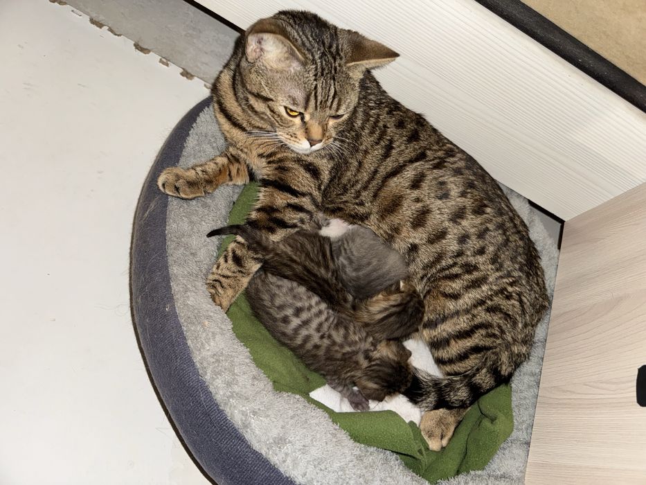 Бенгалские котики