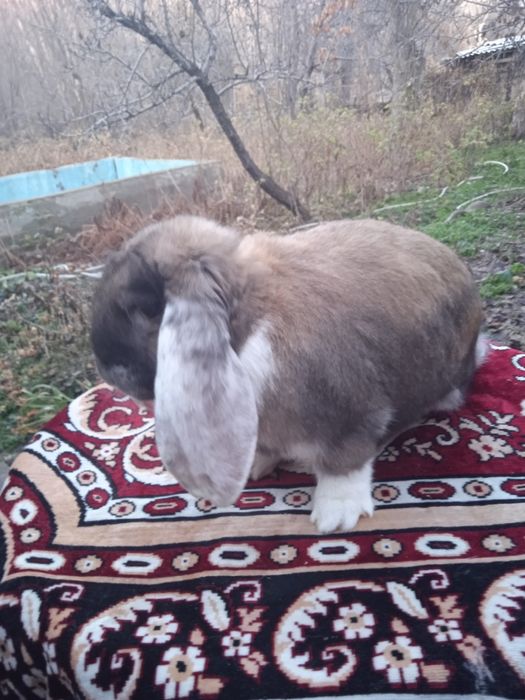 Продам мясо кролика.