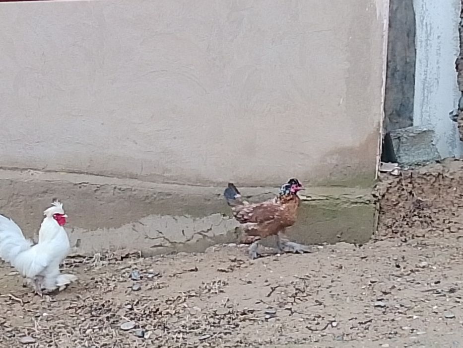 Сатылады парасымен