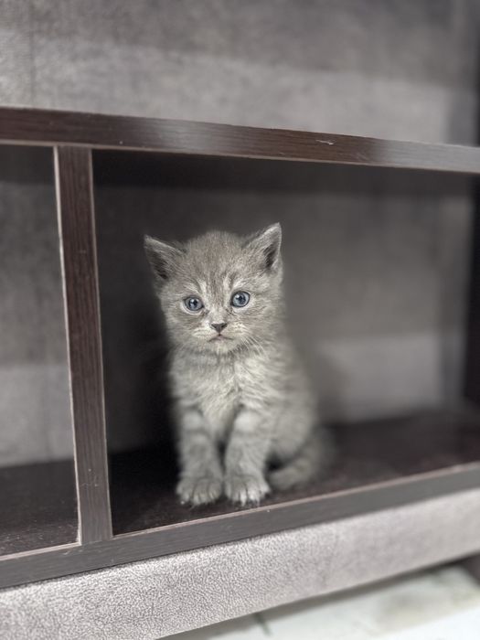 Котенок. мушук болалари породистый