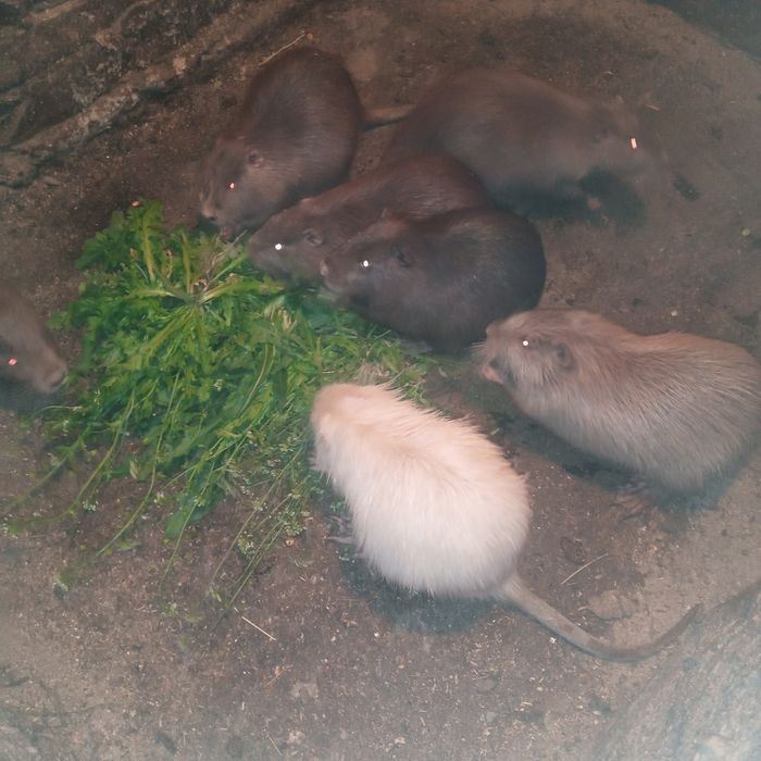 Нутрии.5 месяцев