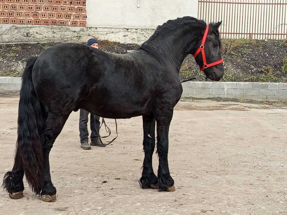 Cai frizieni diferite varsta de vanzare
