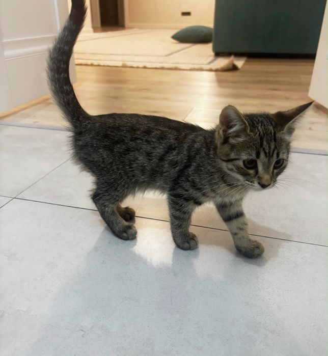 Котенок скоттиш страйт