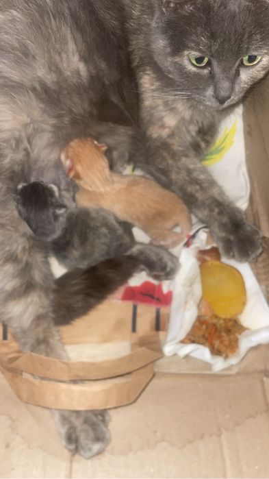 Бесплато котенок