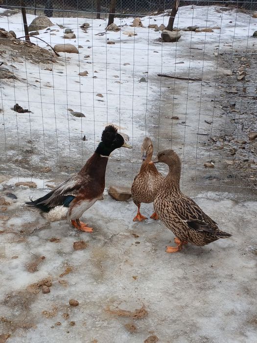 Rațe moțate de vânzare