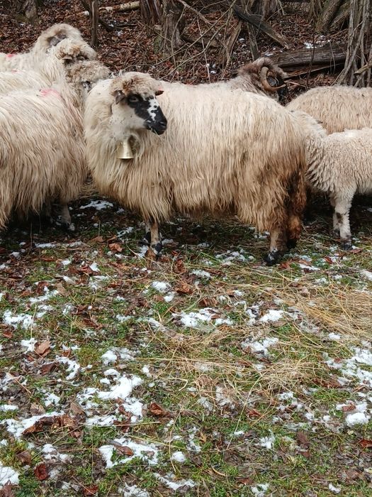 Oaie stearpă de vânzare