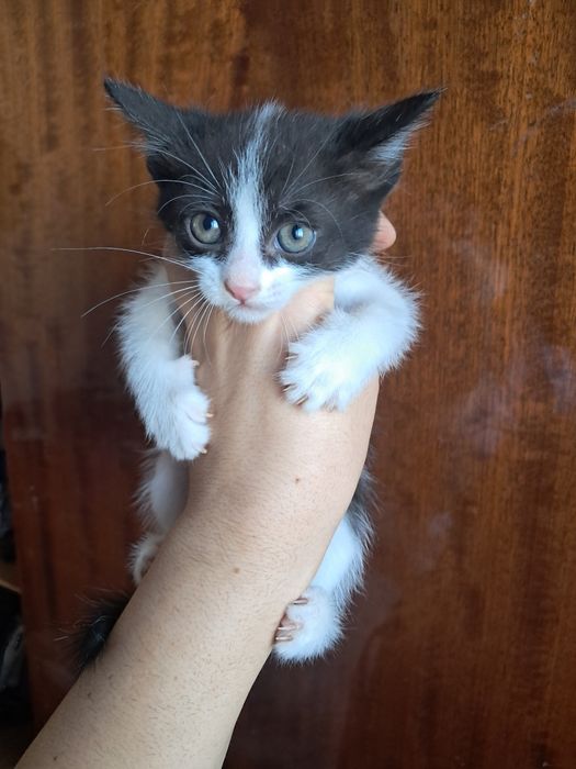 Котята бесплатно