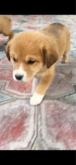 Красивые щенки бесплатно