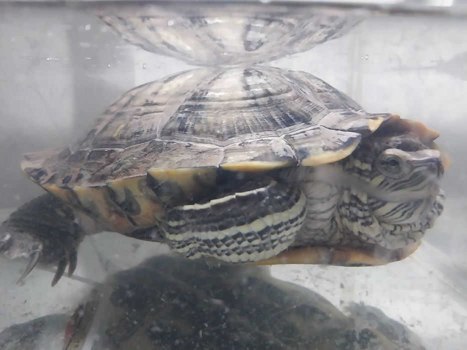 Продам черепаху с террариумом