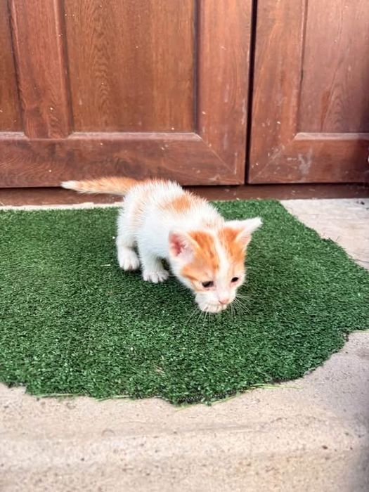 Котенца на 2 месеца търсят дом в Русе