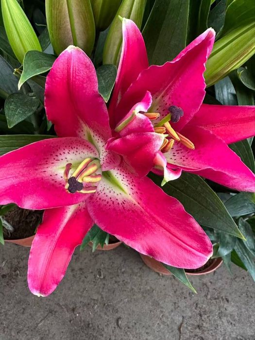 Лилия Lilium lilyа